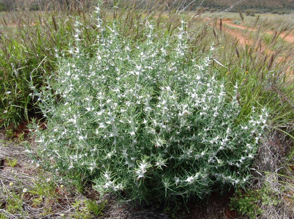 Goatshead Burr (Sclerolaena bicornis), Ilparpa Claypans, Alice Springs NT