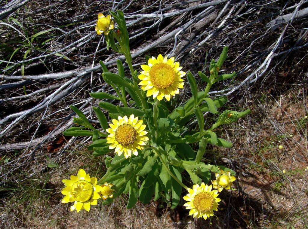 Golden Everlasting (Xerochrysum bracteatum), Ilparpa Claypans, Alice Springs NT