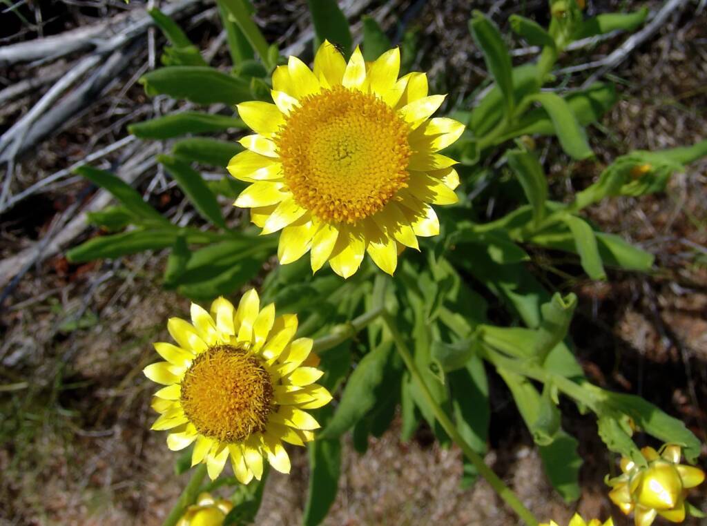 Golden Everlasting (Xerochrysum bracteatum), Ilparpa Claypans, Alice Springs NT