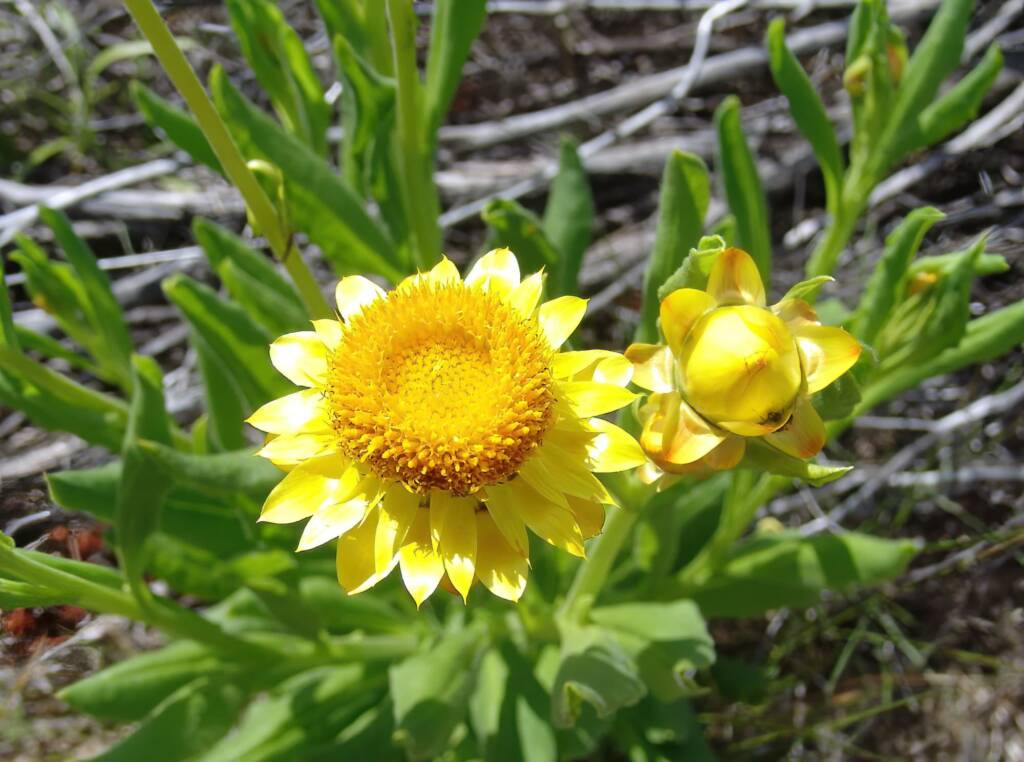 Golden Everlasting (Xerochrysum bracteatum), Ilparpa Claypans, Alice Springs NT