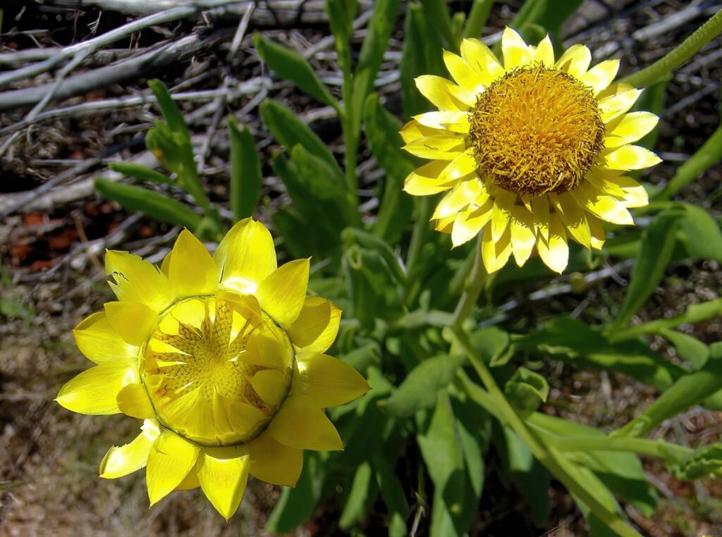 Golden Everlasting (Xerochrysum bracteatum), Ilparpa Claypans, Alice Springs NT