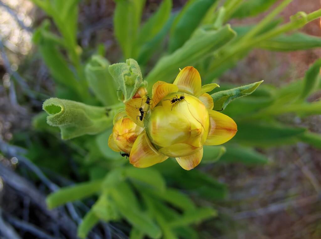 Golden Everlasting (Xerochrysum bracteatum), Ilparpa Claypans, Alice Springs NT