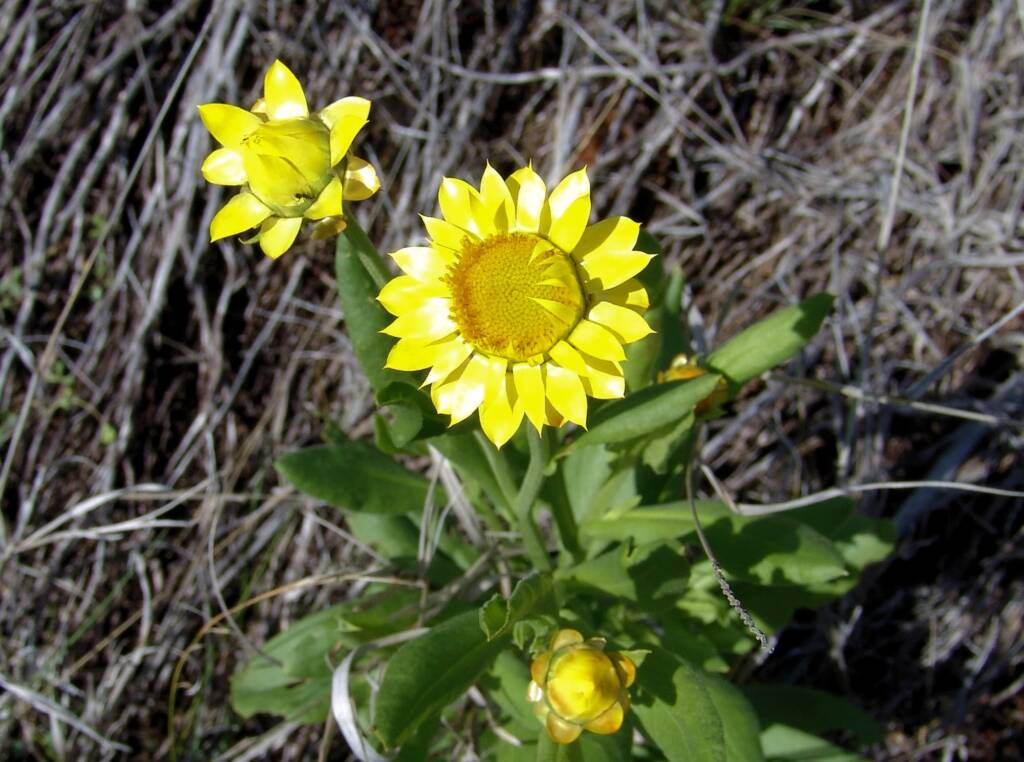 Golden Everlasting (Xerochrysum bracteatum), Ilparpa Claypans, Alice Springs NT