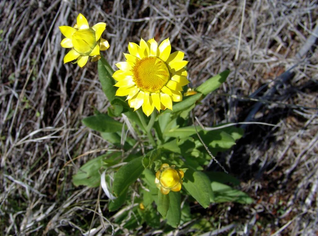 Golden Everlasting (Xerochrysum bracteatum), Ilparpa Claypans, Alice Springs NT