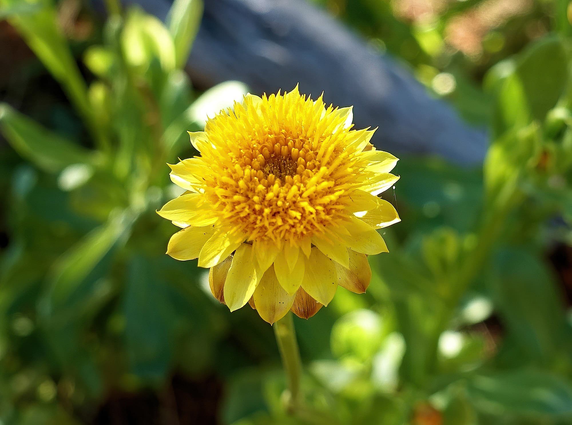 Golden Everlasting (Xerochrysum bracteatum), Alice Springs Desert Park, Alice Springs NT