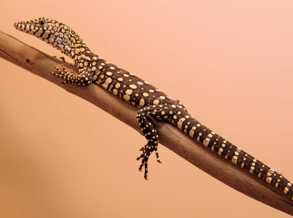 Juvenile Perentie (Varanus giganteus), Alice Springs Reptile Centre NT