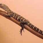 Juvenile Perentie (Varanus giganteus), Alice Springs Reptile Centre NT