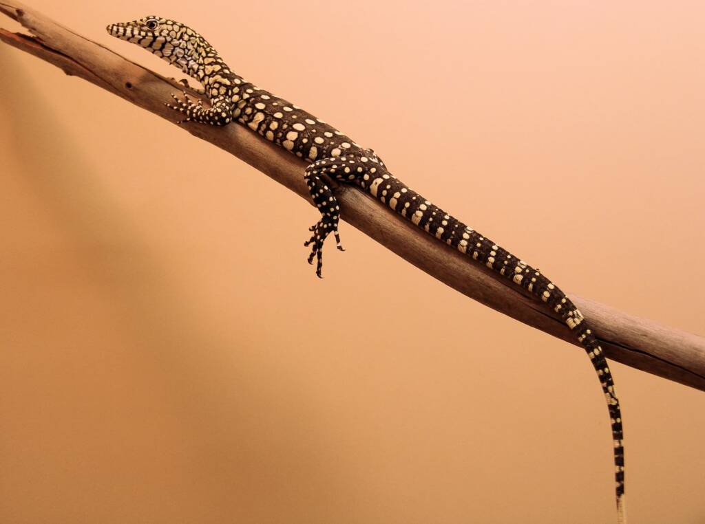 Juvenile Perentie (Varanus giganteus), Alice Springs Reptile Centre NT