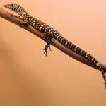 Juvenile Perentie (Varanus giganteus), Alice Springs Reptile Centre NT