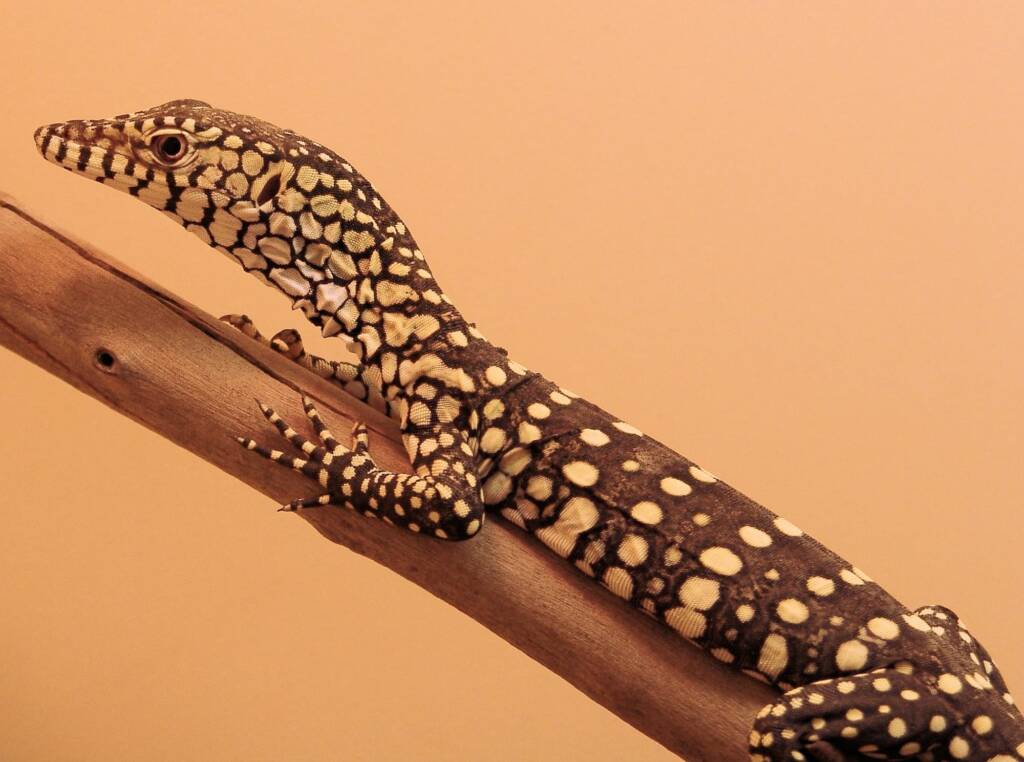 Juvenile Perentie (Varanus giganteus), Alice Springs Reptile Centre NT