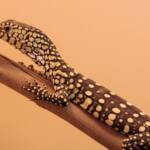 Juvenile Perentie (Varanus giganteus), Alice Springs Reptile Centre NT