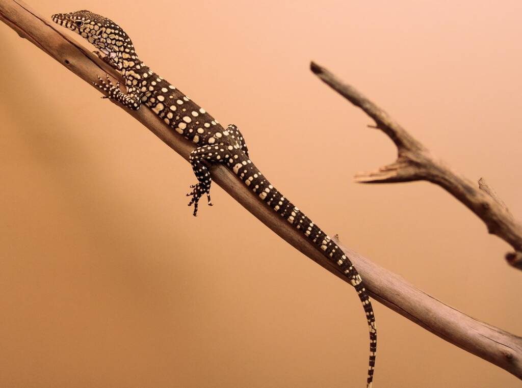 Juvenile Perentie (Varanus giganteus), Alice Springs Reptile Centre NT