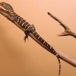 Juvenile Perentie (Varanus giganteus), Alice Springs Reptile Centre NT