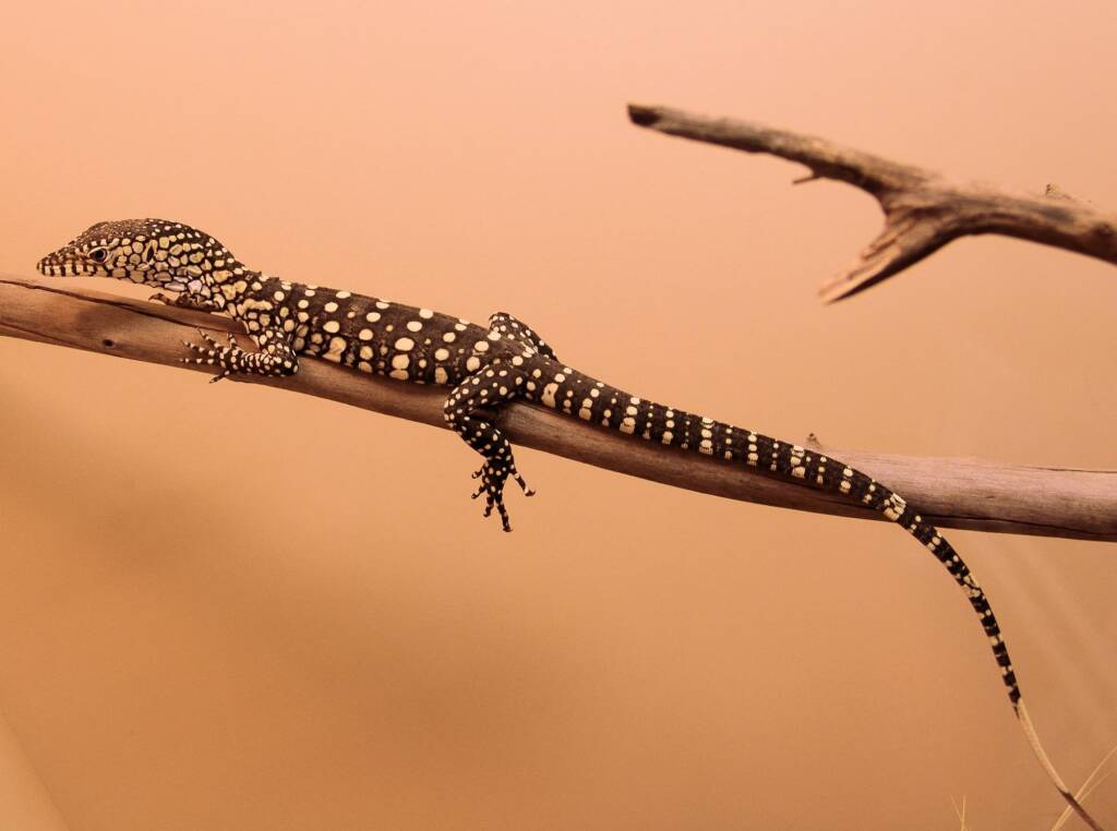 Juvenile Perentie (Varanus giganteus), Alice Springs Reptile Centre NT