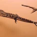 Juvenile Perentie (Varanus giganteus), Alice Springs Reptile Centre NT