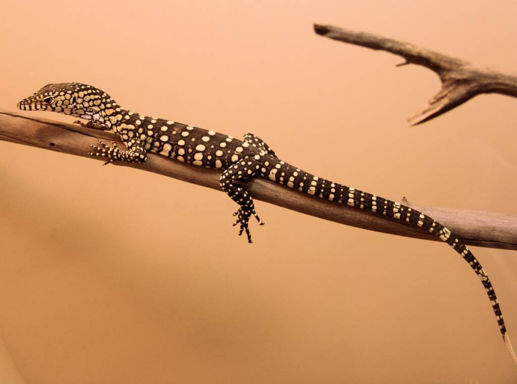 Juvenile Perentie (Varanus giganteus), Alice Springs Reptile Centre NT