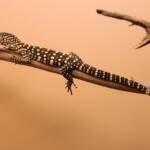 Juvenile Perentie (Varanus giganteus), Alice Springs Reptile Centre NT