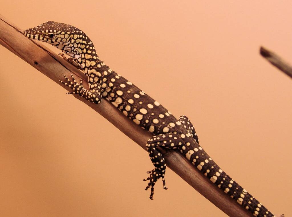 Juvenile Perentie (Varanus giganteus), Alice Springs Reptile Centre NT