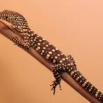 Juvenile Perentie (Varanus giganteus), Alice Springs Reptile Centre NT