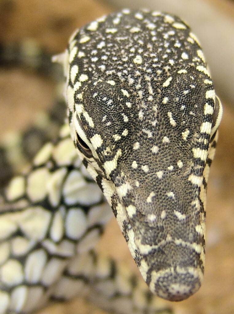 Juvenile Perentie (Varanus giganteus), Alice Springs Reptile Centre NT