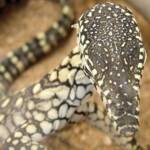 Juvenile Perentie (Varanus giganteus), Alice Springs Reptile Centre NT