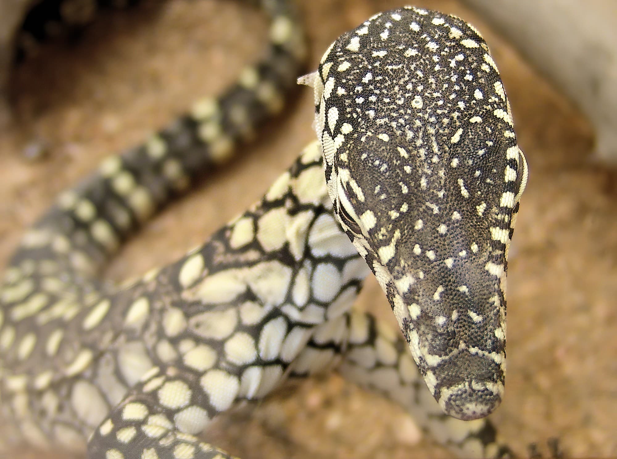 Juvenile Perentie (Varanus giganteus), Alice Springs Reptile Centre NT