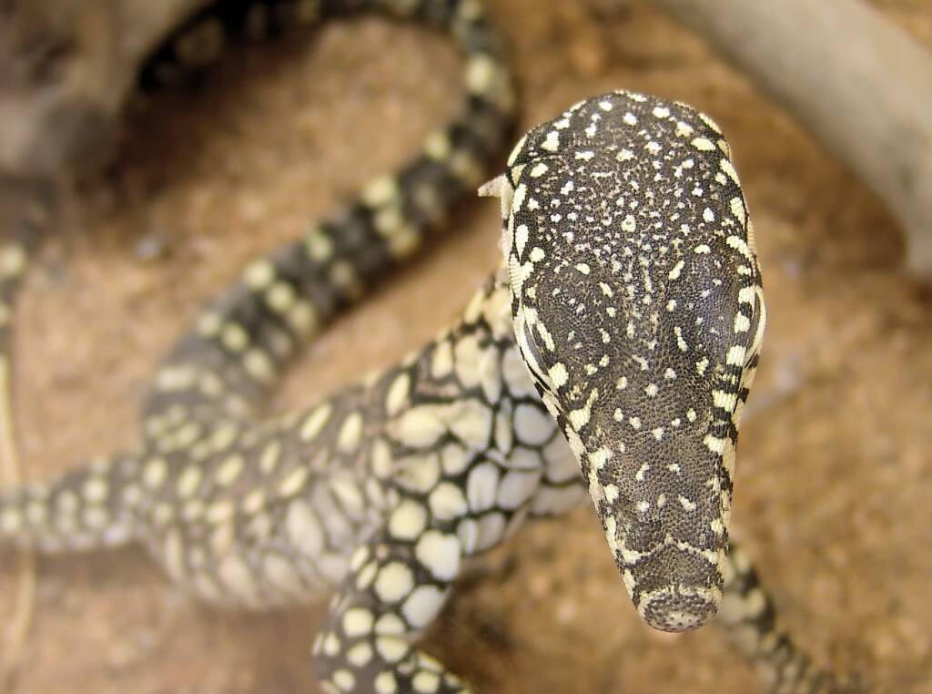 Juvenile Perentie (Varanus giganteus), Alice Springs Reptile Centre NT