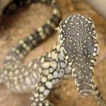 Juvenile Perentie (Varanus giganteus), Alice Springs Reptile Centre NT