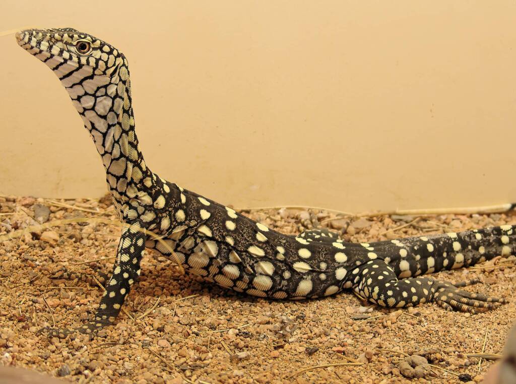 Juvenile Perentie (Varanus giganteus), Alice Springs Reptile Centre NT