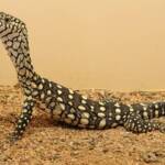 Juvenile Perentie (Varanus giganteus), Alice Springs Reptile Centre NT