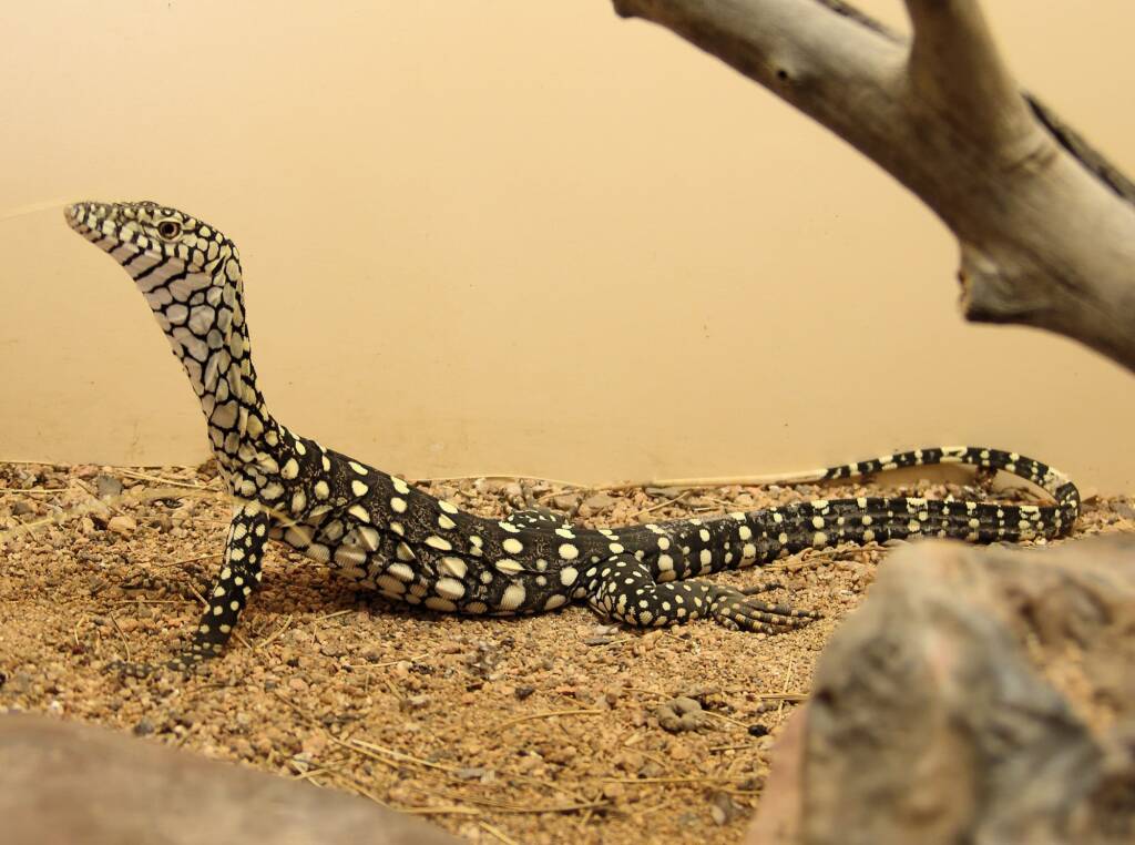 Juvenile Perentie (Varanus giganteus), Alice Springs Reptile Centre NT