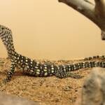 Juvenile Perentie (Varanus giganteus), Alice Springs Reptile Centre NT