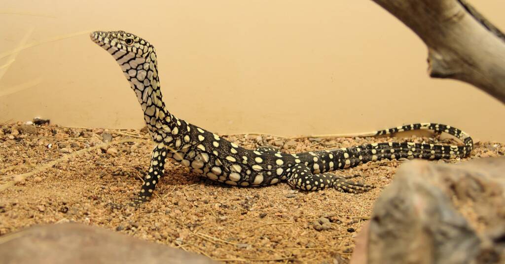 Juvenile Perentie (Varanus giganteus), Alice Springs Reptile Centre NT