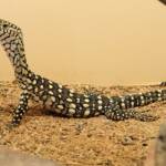 Juvenile Perentie (Varanus giganteus), Alice Springs Reptile Centre NT