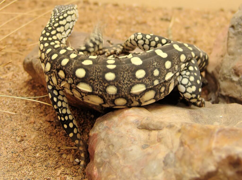 Juvenile Perentie (Varanus giganteus), Alice Springs Reptile Centre NT