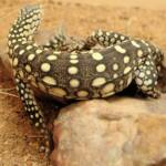 Juvenile Perentie (Varanus giganteus), Alice Springs Reptile Centre NT