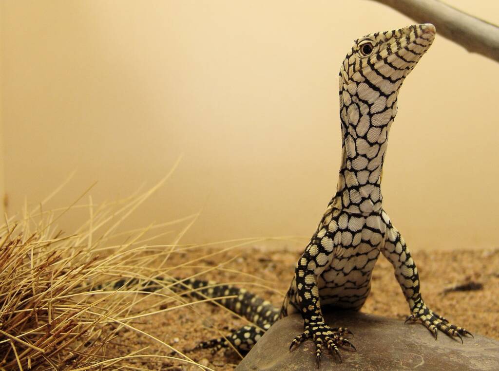 Juvenile Perentie (Varanus giganteus), Alice Springs Reptile Centre NT