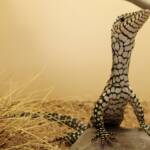 Juvenile Perentie (Varanus giganteus), Alice Springs Reptile Centre NT