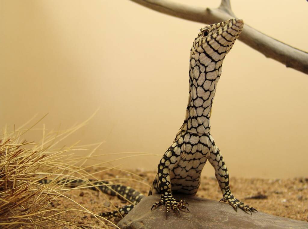Juvenile Perentie (Varanus giganteus), Alice Springs Reptile Centre NT