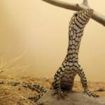 Juvenile Perentie (Varanus giganteus), Alice Springs Reptile Centre NT