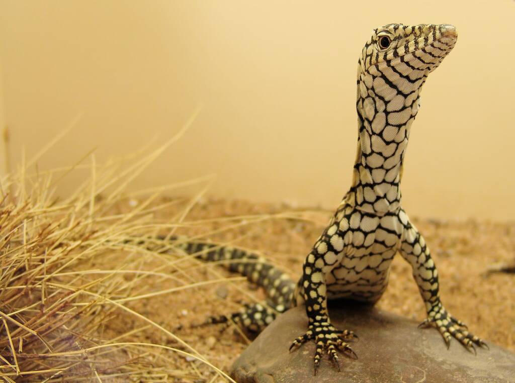 Juvenile Perentie (Varanus giganteus), Alice Springs Reptile Centre NT