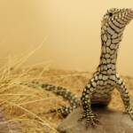 Juvenile Perentie (Varanus giganteus), Alice Springs Reptile Centre NT