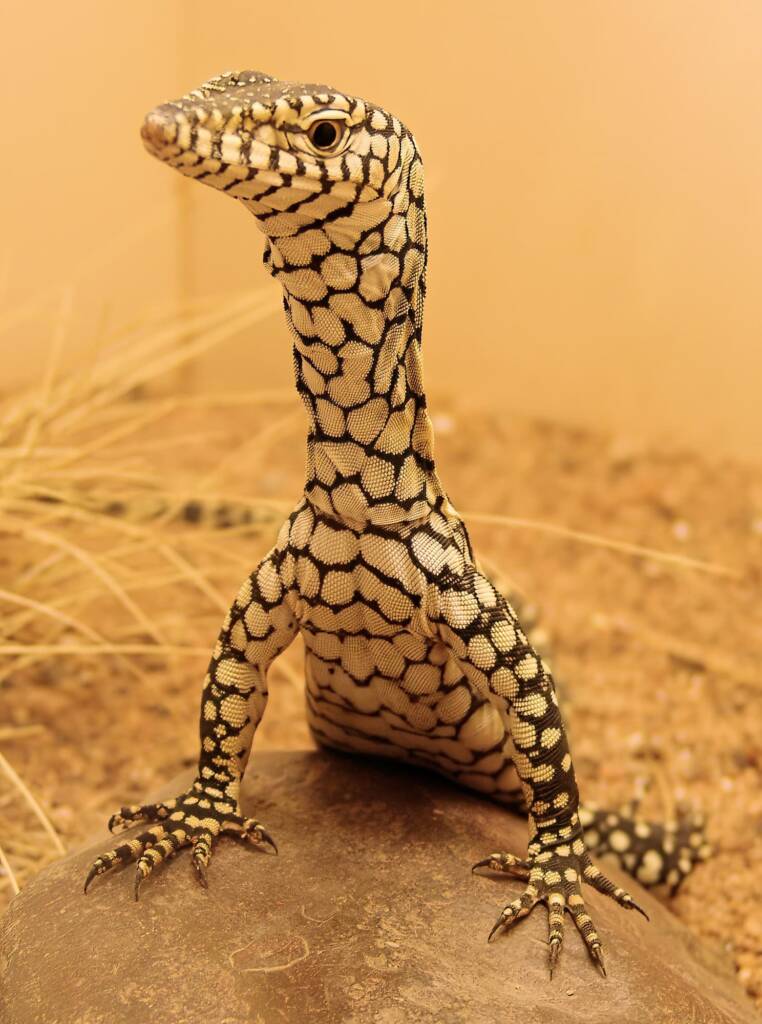 Juvenile Perentie (Varanus giganteus), Alice Springs Reptile Centre NT