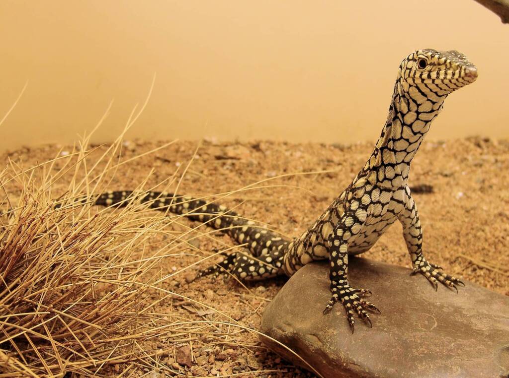 Juvenile Perentie (Varanus giganteus), Alice Springs Reptile Centre NT