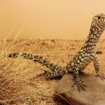 Juvenile Perentie (Varanus giganteus), Alice Springs Reptile Centre NT