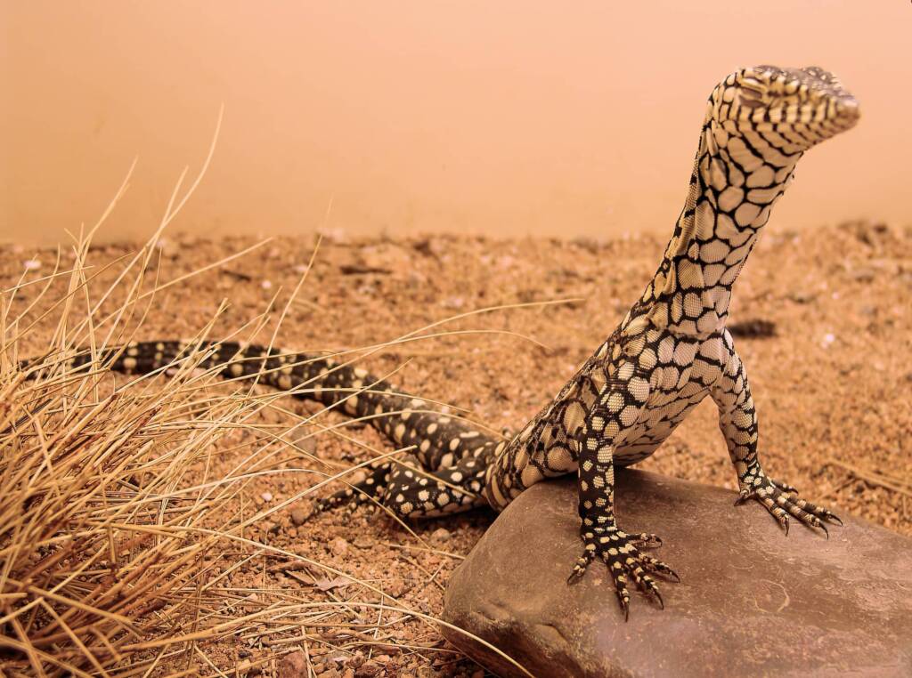 Juvenile Perentie (Varanus giganteus), Alice Springs Reptile Centre NT