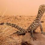 Juvenile Perentie (Varanus giganteus), Alice Springs Reptile Centre NT