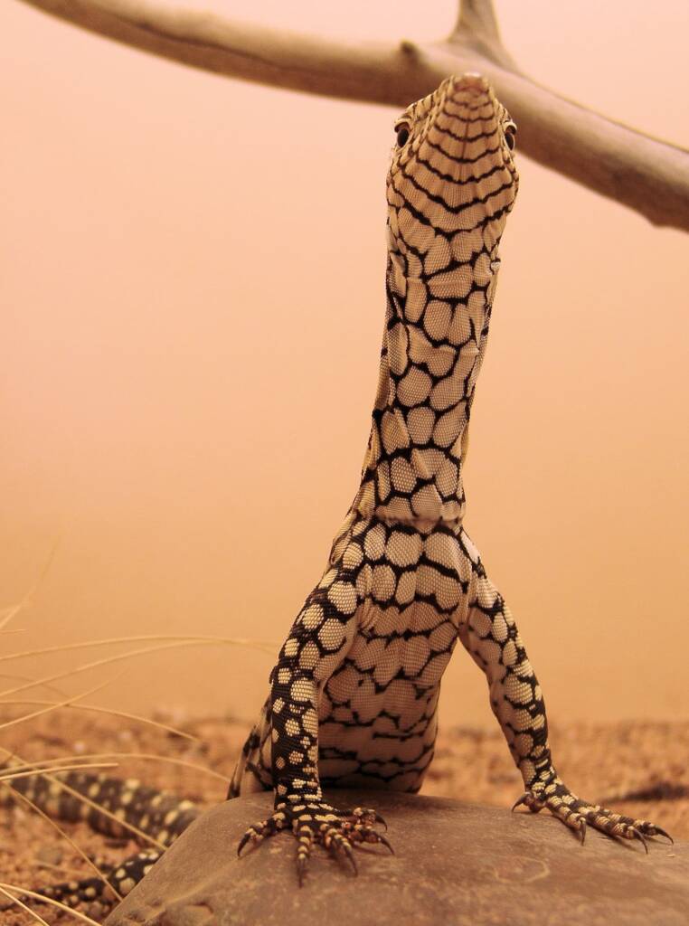 Juvenile Perentie (Varanus giganteus), Alice Springs Reptile Centre NT