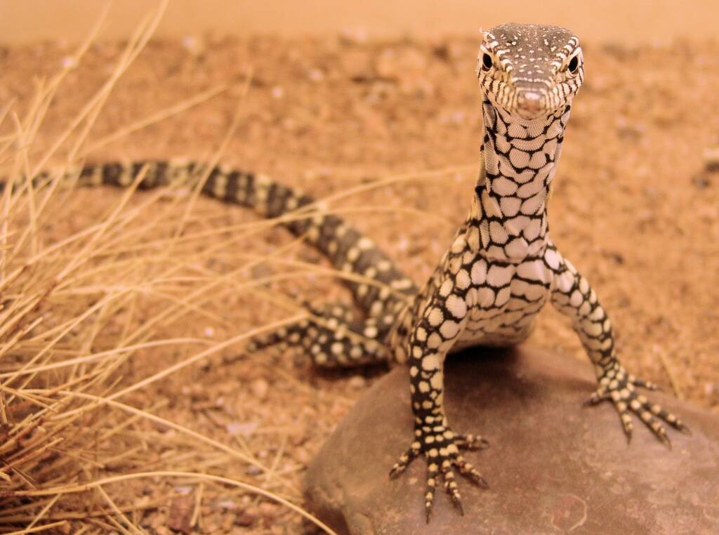 Juvenile Perentie (Varanus giganteus), Alice Springs Reptile Centre NT