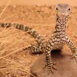 Juvenile Perentie (Varanus giganteus), Alice Springs Reptile Centre NT